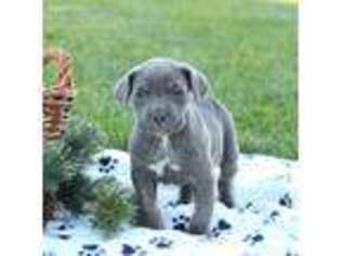 Cane Corso Puppy for sale in Peach Bottom, PA, USA