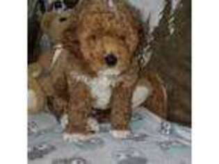 Goldendoodle Puppy for sale in New Haven, IN, USA