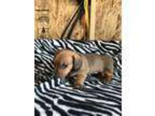 Dachshund Puppy for sale in Brewton, AL, USA