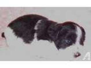 Mutt Puppy for sale in BULLHEAD CITY, AZ, USA