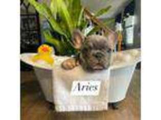 French Bulldog Puppy for sale in Acushnet, MA, USA