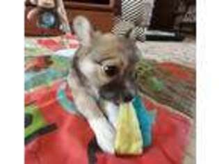 Chihuahua Puppy for sale in Mount Pleasant, MI, USA