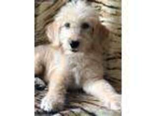 Labradoodle Puppy for sale in Kennesaw, GA, USA