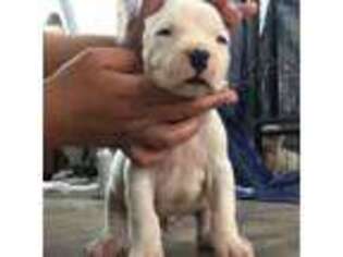 Dogo Argentino Puppy for sale in Kinder, LA, USA
