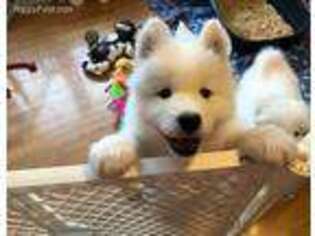 Samoyed Puppy for sale in Moore, TX, USA