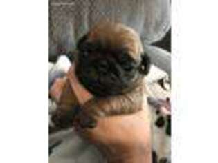 Pug Puppy for sale in Brecksville, OH, USA