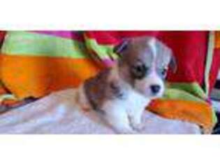 Pembroke Welsh Corgi Puppy for sale in Lamar, MO, USA