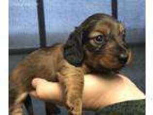 Dachshund Puppy for sale in Lexington, KY, USA