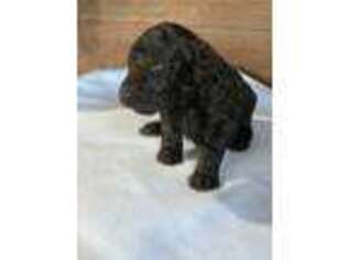 Goldendoodle Puppy for sale in Osakis, MN, USA