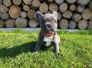 French Bulldog Puppy for sale in Louisville, CO, USA