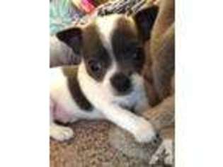 Chihuahua Puppy for sale in SARASOTA, FL, USA