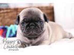 Pug Puppy for sale in Topeka, IN, USA