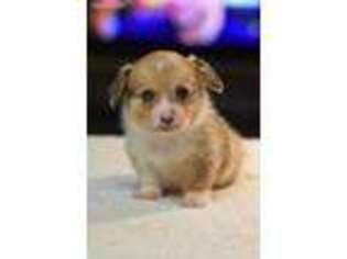 Pembroke Welsh Corgi Puppy for sale in Rich Hill, MO, USA