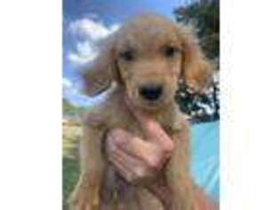 Golden Retriever Puppy for sale in Mount Olive, NC, USA
