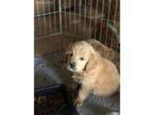 Goldendoodle Puppy for sale in Wittmann, AZ, USA