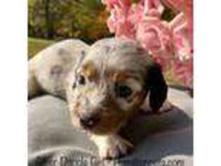 Dachshund Puppy for sale in Attica, IN, USA