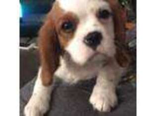 Cavalier King Charles Spaniel Puppy for sale in Wichita, KS, USA