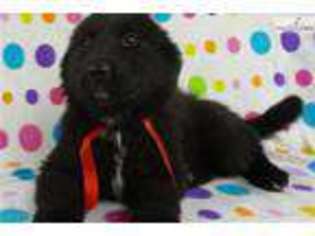 Newfoundland Puppy for sale in Iowa City, IA, USA