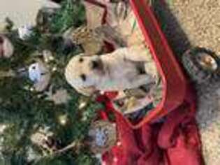 Labrador Retriever Puppy for sale in East Moline, IL, USA