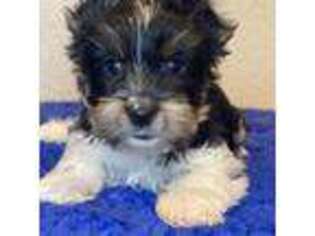 Yorkshire Terrier Puppy for sale in Honey Grove, TX, USA