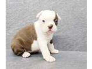 Boston Terrier Puppy for sale in Mobile, AL, USA