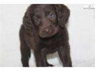 Labradoodle Puppy for sale in Jonesboro, AR, USA