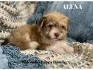 Havanese Puppy for sale in Rio Medina, TX, USA