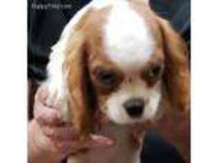 Cavalier King Charles Spaniel Puppy for sale in Stover, MO, USA