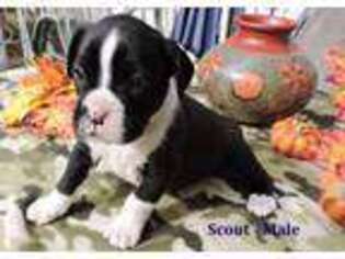 Boxer Puppy for sale in Chesnee, SC, USA