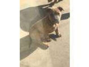 Mutt Puppy for sale in Ceres, CA, USA