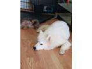 Samoyed Puppy for sale in Falls Church, VA, USA