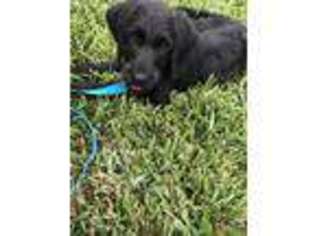 Labradoodle Puppy for sale in Altamonte Springs, FL, USA