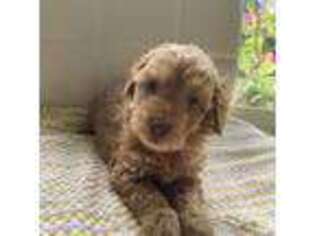 Mutt Puppy for sale in Fort Myers Beach, FL, USA