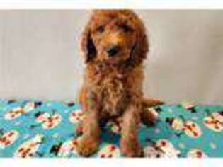 Goldendoodle Puppy for sale in North Platte, NE, USA