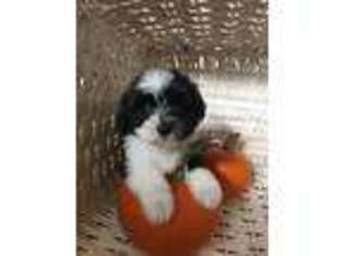 Coton de Tulear Puppy for sale in Mountain Home, ID, USA