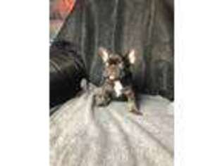 French Bulldog Puppy for sale in Sunbury, PA, USA