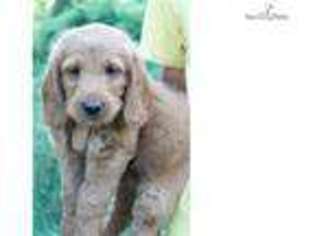 Labradoodle Puppy for sale in Lenoir, NC, USA