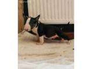 Bull Terrier Puppy for sale in Woodland Hills, CA, USA