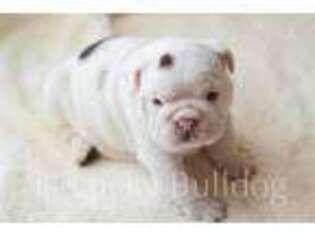 Bulldog Puppy for sale in Mineral, VA, USA