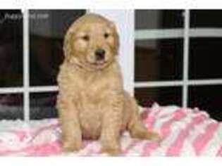 Golden Retriever Puppy for sale in Massillon, OH, USA