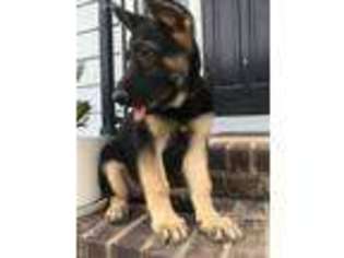 German Shepherd Dog Puppy for sale in Gilbert, SC, USA