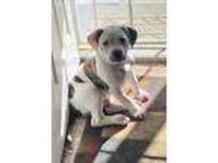 American Bulldog Puppy for sale in Maricopa, AZ, USA