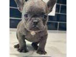 French Bulldog Puppy for sale in Fresno, TX, USA