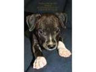 American Staffordshire Terrier Puppy for sale in Fontana, CA, USA