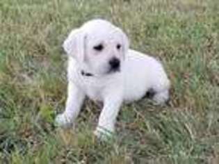Labrador Retriever Puppy for sale in Kempner, TX, USA