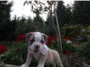 Olde English Bulldogge Puppy for sale in Gordonville, PA, USA