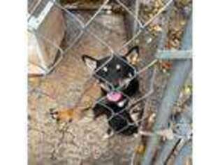 Shiba Inu Puppy for sale in Friendsville, TN, USA