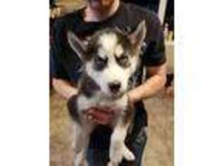 Siberian Husky Puppy for sale in Caney, KS, USA