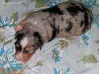 Miniature Australian Shepherd Puppy for sale in Mansfield, MO, USA