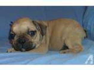 French Bulldog Puppy for sale in ROLLA, MO, USA